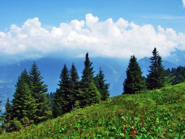 Ağaçlar ve Alvier dağ arasındaki Seeztal Vadisi - Canton St. Gallen, İsviçre yamaçlarında herdem yeşil ormanlar