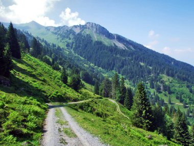 Ağaçlar ve Alvier dağ arasındaki Seeztal Vadisi - Canton St. Gallen, İsviçre yamaçlarında herdem yeşil ormanlar