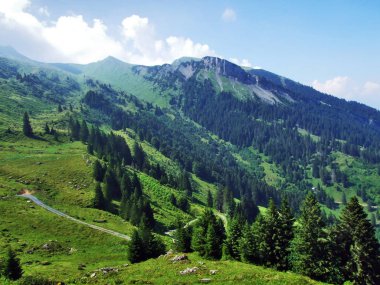 Ağaçlar ve Alvier dağ arasındaki Seeztal Vadisi - Canton St. Gallen, İsviçre yamaçlarında herdem yeşil ormanlar