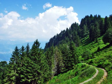 Ağaçlar ve Alvier dağ arasındaki Seeztal Vadisi - Canton St. Gallen, İsviçre yamaçlarında herdem yeşil ormanlar