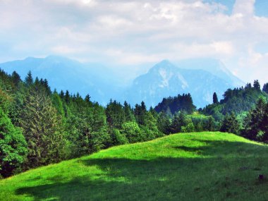 Ağaçlar ve Alvier dağ arasındaki Seeztal Vadisi - Canton St. Gallen, İsviçre yamaçlarında herdem yeşil ormanlar
