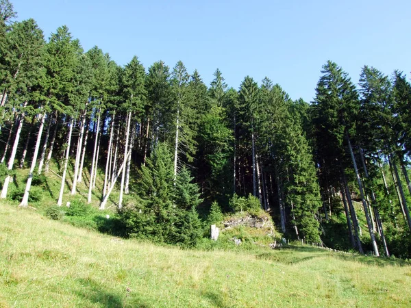 Ağaçlar ve Alvier dağ arasındaki Seeztal Vadisi - Canton St. Gallen, İsviçre yamaçlarında herdem yeşil ormanlar