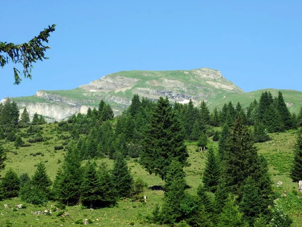 Árboles Bosques Siempreverdes Las Laderas Entre Montaña Alvier Valle Seeztal —  Fotos de Stock