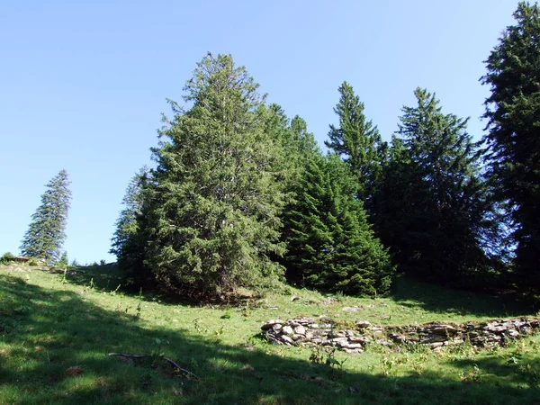 Trees Evergreen Forests Slopes Alvier Mountain Seeztal Valley Canton Gallen — Stock Photo, Image