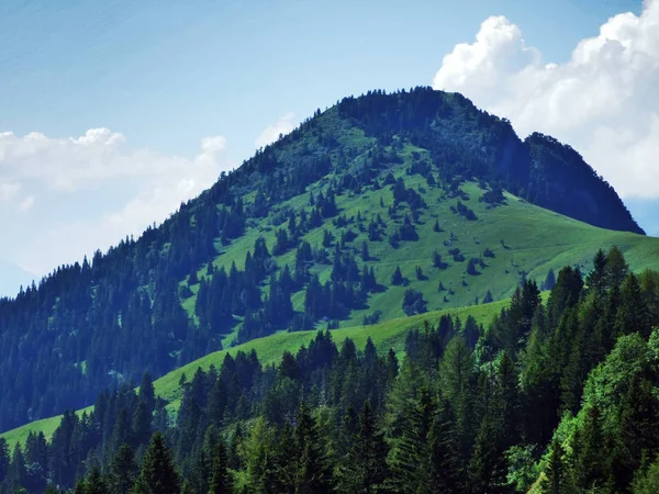 Alvier Seeztal バレー ザンクト ガレンのカントン スイス連邦共和国との間の斜面に常緑の森林 — ストック写真