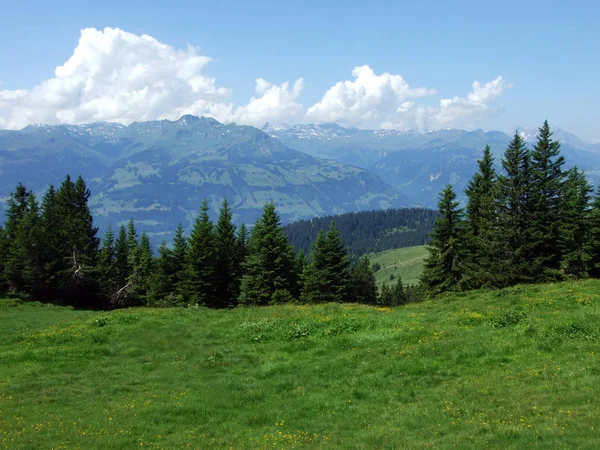 Ağaçlar Alvier Dağ Arasındaki Seeztal Vadisi Canton Gallen Sviçre Yamaçlarında — Stok fotoğraf