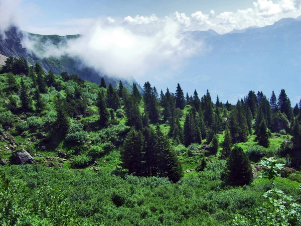 在阿尔维耶山和塞兹塔尔山谷之间的山坡上的树木和常绿森林 瑞士圣加仑州 — 图库照片
