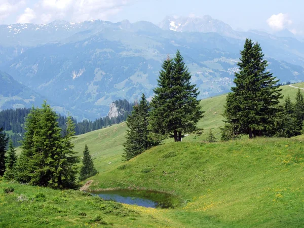 Bomen Groenblijvende Bossen Hellingen Tussen Alvier Berg Zwitserse Dal Canton — Stockfoto