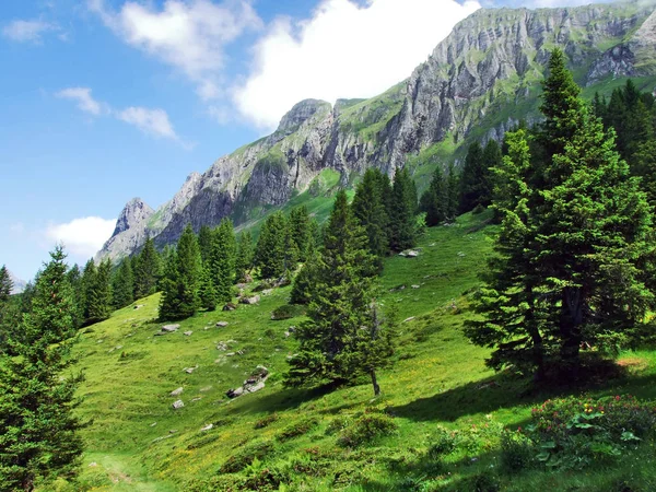 Bomen Groenblijvende Bossen Hellingen Tussen Alvier Berg Zwitserse Dal Canton — Stockfoto