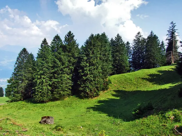 Bomen Groenblijvende Bossen Hellingen Tussen Alvier Berg Zwitserse Dal Canton — Stockfoto