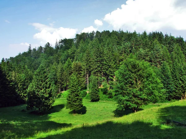 Árboles Bosques Siempreverdes Las Laderas Entre Montaña Alvier Valle Seeztal — Foto de Stock