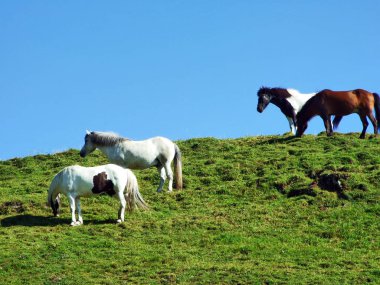 Alvier - Canton St. Gallen, İsviçre dağ yamaçları mera ata