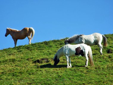 Alvier - Canton St. Gallen, İsviçre dağ yamaçları mera ata