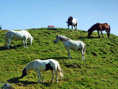 Alvier - Canton St. Gallen, İsviçre dağ yamaçları mera ata