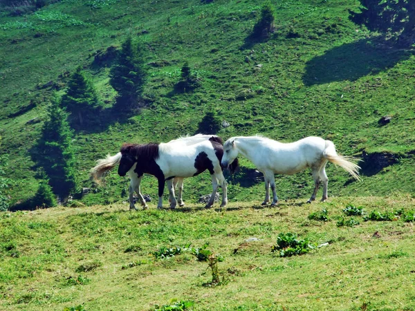 Cavalos Nas Pastagens Das Encostas Montanhosas Alvier Cantão São Galo — Fotografia de Stock