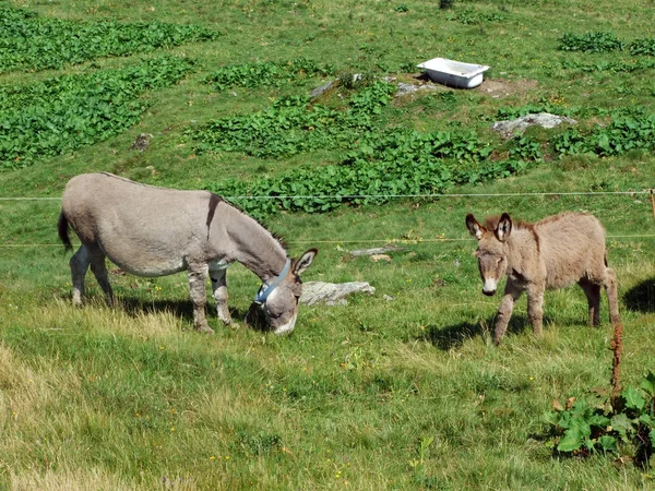 Donkeys Pastures Mountain Slopes Alvier Canton Gallen Switzerland — Stock Photo, Image