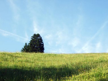 Alpine mera ve çayırlar Churfirsten dağ silsilesi Toggenburg bölgesi - Canton St. Gallen, İsviçre eteklerinde