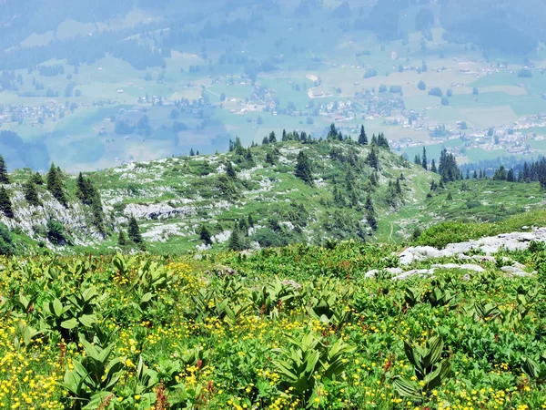 高山の牧草地や牧草地として地域 ザンクト ガレンのカントン スイス連邦共和国の Churfirsten 山脈の斜面に — ストック写真