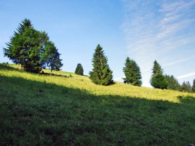 Ağaçlar ve Churfirsten dağ silsilesi Toggenburg bölgesi - Canton St. Gallen, İsviçre yamaçları karışık ormanlar