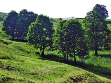 Ağaçlar ve Churfirsten dağ silsilesi Toggenburg bölgesi - Canton St. Gallen, İsviçre yamaçları karışık ormanlar