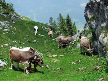 Churfirsten dağ silsilesi Toggenburg bölgesi - Canton St. Gallen, İsviçre yamaçları mera üzerinde ineklerin