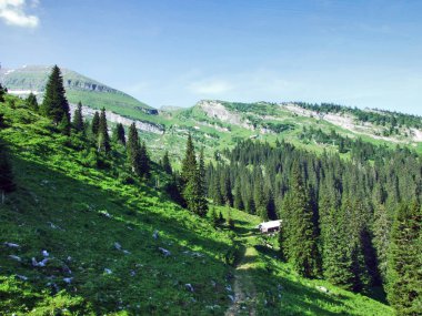 Ağaçlar ve Alvier dağ arasındaki Seeztal Vadisi - Canton St. Gallen, İsviçre yamaçlarında herdem yeşil ormanlar