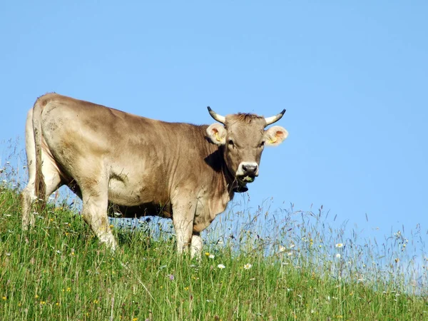 Vacas Nas Pastagens Das Encostas Cordilheira Churfirsten Região Toggenburg Cantão — Fotografia de Stock