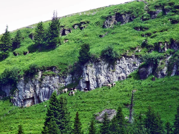 Vaches Sur Les Pâturages Des Pentes Chaîne Montagnes Churfirsten Dans — Photo