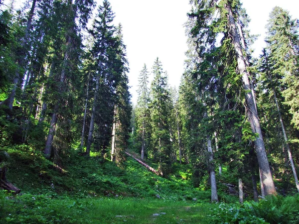 Дерева Вічнозеленими Лісами Схилах Між Alvier Гори Долини Seeztal Кантону — стокове фото