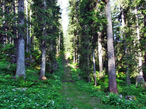 Дерева Вічнозеленими Лісами Схилах Між Alvier Гори Долини Seeztal Кантону — стокове фото