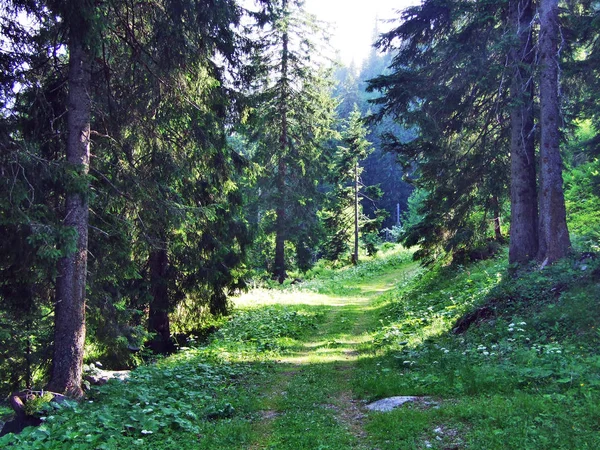 Árboles Bosques Siempreverdes Las Laderas Entre Montaña Alvier Valle Seeztal —  Fotos de Stock