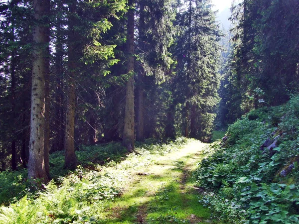 Stromy Jehličnaté Lesy Svazích Mezi Horou Alvier Seeztal Údolí Kantonu — Stock fotografie