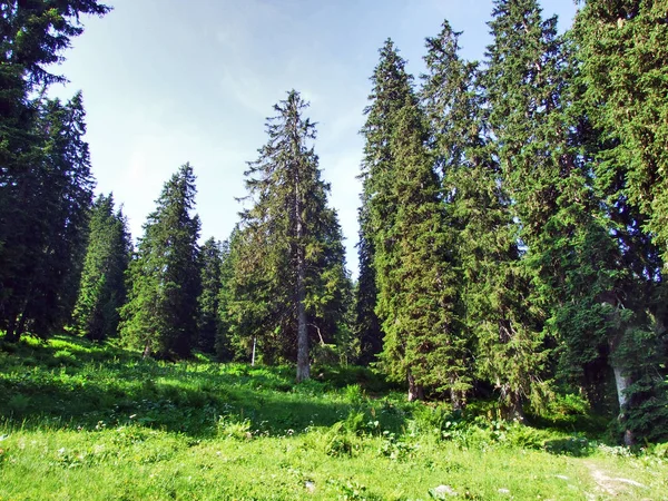 Fák Örökzöld Erdők Lejtőin Alvier Mountain Seeztal Völgy Gallen Kanton — Stock Fotó