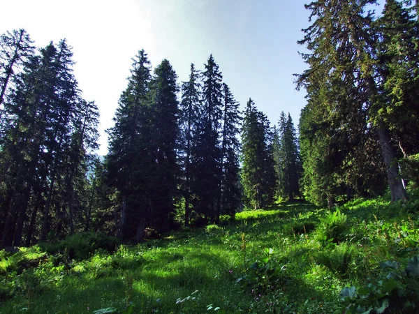 Bäume Und Immergrüne Wälder Den Hängen Zwischen Alvier Und Seeztal — Stockfoto