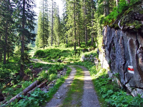 Trees Evergreen Forests Slopes Alvier Mountain Seeztal Valley Canton Gallen — Stock Photo, Image