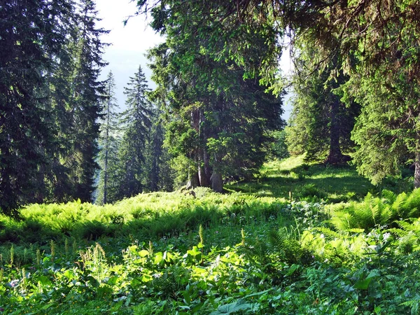 Stromy Jehličnaté Lesy Svazích Mezi Horou Alvier Seeztal Údolí Kantonu — Stock fotografie