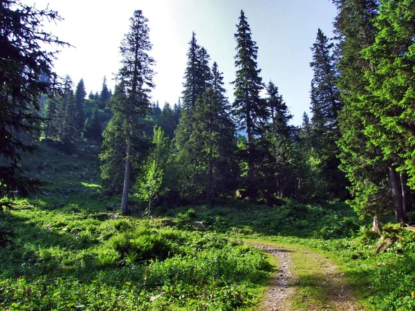 Дерева Вічнозеленими Лісами Схилах Між Alvier Гори Долини Seeztal Кантону — стокове фото