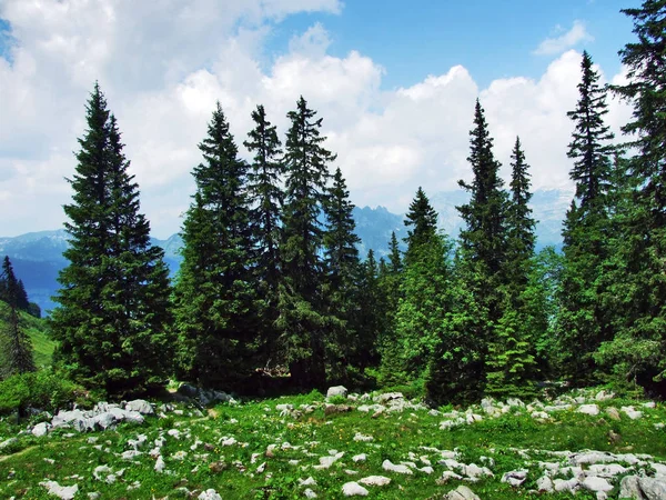 Δέντρα Και Καταπράσινα Δάση Στις Πλαγιές Μεταξύ Του Alvier Βουνό — Φωτογραφία Αρχείου