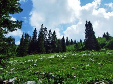Ağaçlar ve Alvier dağ arasındaki Seeztal Vadisi - Canton St. Gallen, İsviçre yamaçlarında herdem yeşil ormanlar