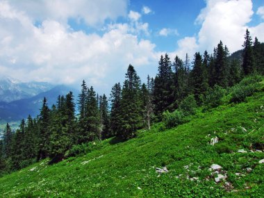 Ağaçlar ve Alvier dağ arasındaki Seeztal Vadisi - Canton St. Gallen, İsviçre yamaçlarında herdem yeşil ormanlar