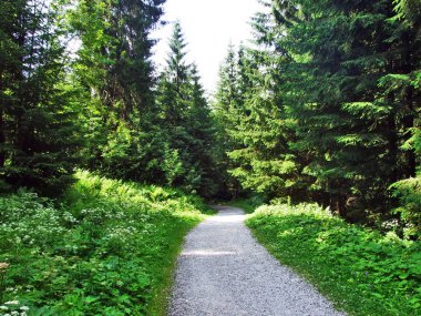 Ağaçlar ve Alvier dağ arasındaki Seeztal Vadisi - Canton St. Gallen, İsviçre yamaçlarında herdem yeşil ormanlar