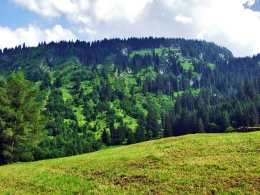 Ağaçlar ve Alvier dağ arasındaki Seeztal Vadisi - Canton St. Gallen, İsviçre yamaçlarında herdem yeşil ormanlar