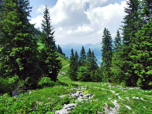 Träd Och Vintergröna Skogar Backen Mellan Alvier Berg Och Seeztal — Stockfoto