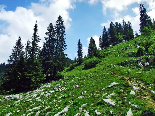 Árboles Bosques Siempreverdes Las Laderas Entre Montaña Alvier Valle Seeztal —  Fotos de Stock