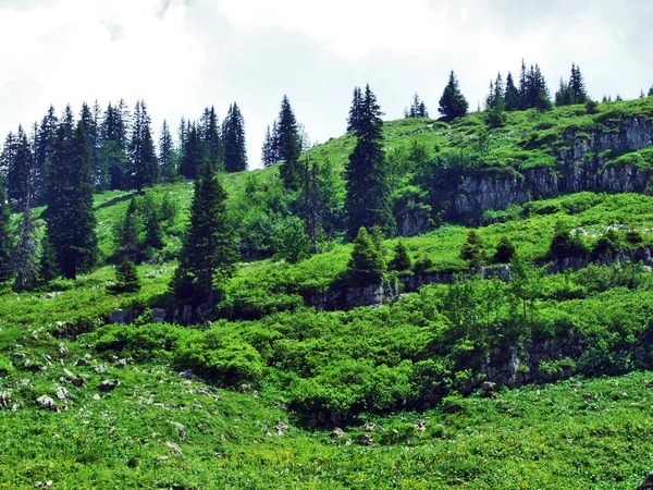 Bomen Groenblijvende Bossen Hellingen Tussen Alvier Berg Zwitserse Dal Canton — Stockfoto