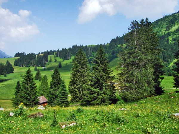 Árboles Bosques Siempreverdes Las Laderas Entre Montaña Alvier Valle Seeztal —  Fotos de Stock