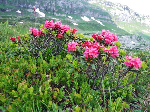 Alpské Divokých Květin Pohoří Churfirstein Toggenburg Lokalita Kantonu Gallen Švýcarsko — Stock fotografie