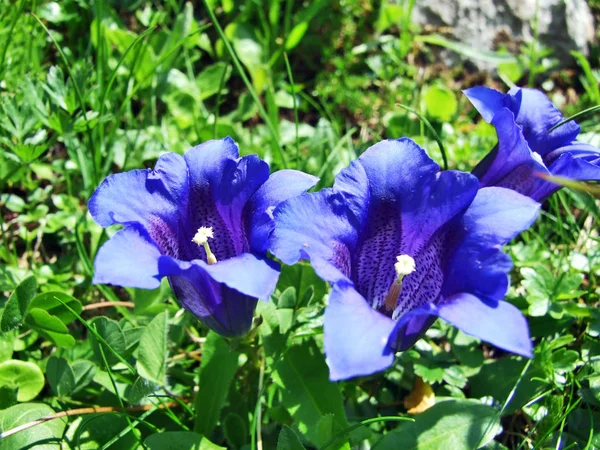 トッゲンブルグ地域 ザンクト ガレンのカントン スイス連邦共和国の Churfirstein 山脈の高山の野生の花 — ストック写真