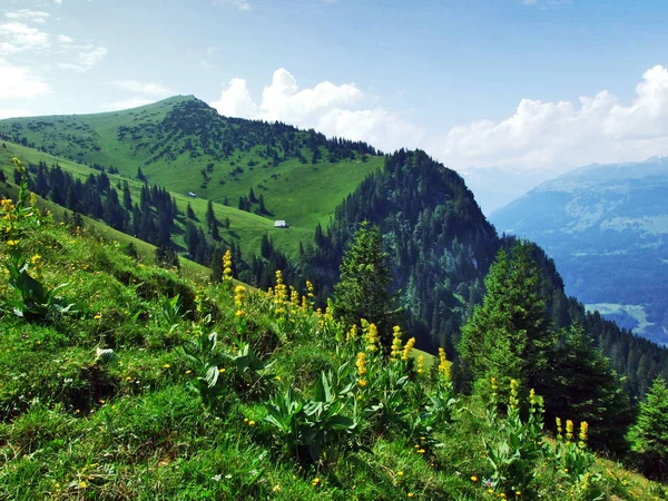 Tschugga Peak Eller Tschugga Spitz Appenzell Alperna Bergskedja Kantonen Sankt — Stockfoto