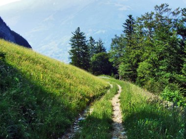 Alpine mera ve çayırlar Appenzell Alp dağ silsilesi - Canton St. Gallen, İsviçre eteklerinde